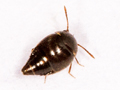 Cypha longicornis